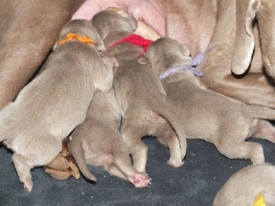 De La Tribu De Dourga - Les chiots sont nés !