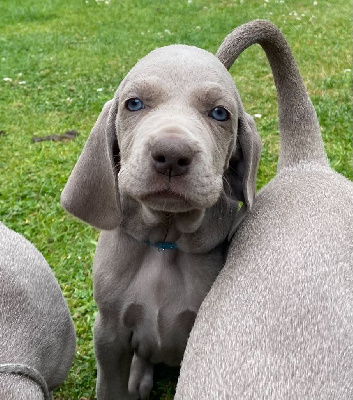 Collier bleu pailleté